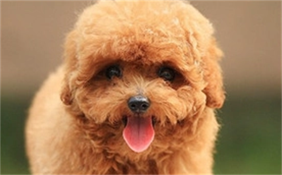 贵宾犬拉肚子，不要急！根据这些步骤来