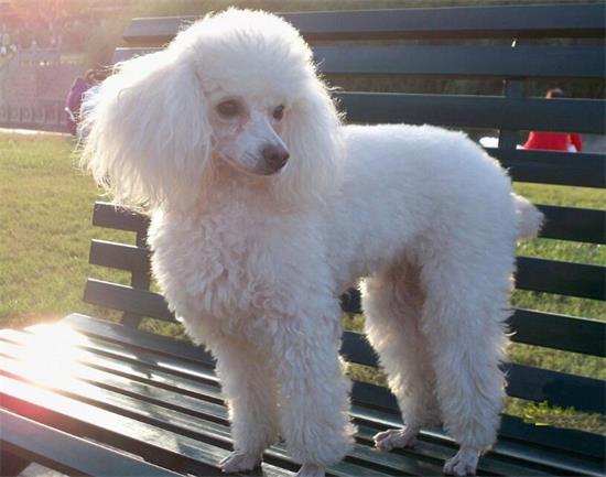 炎炎夏日如何避免贵宾犬中暑？狗狗如何避免中暑？