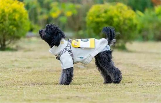 贵宾犬到底有多聪明呢，你一定要了解一下~