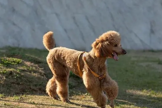 贵宾犬掉毛厉害吗？来这里get下吧