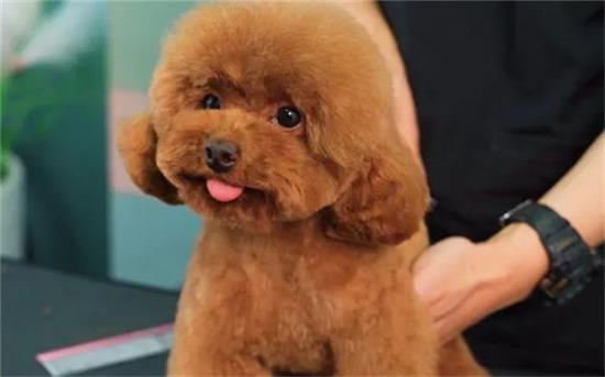 贵宾犬什么颜色最贵？原来是这个颜色！