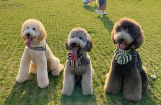 巨型贵宾犬怎么洗澡？具体操作看这里！
