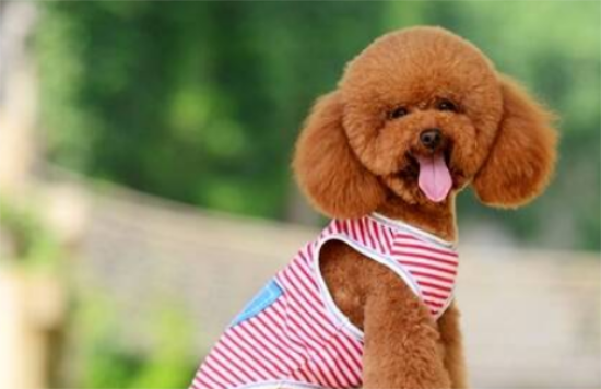 贵宾犬有泪痕怎么办？