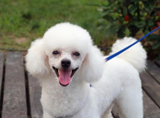 贵宾犬的智商有多高？答案令人意外！