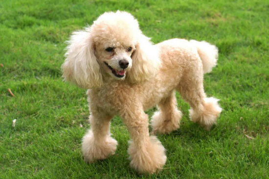 本文带你详细了解贵宾犬的参赛标准！