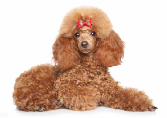 贵宾犬臭是什么原因？来了解下吧