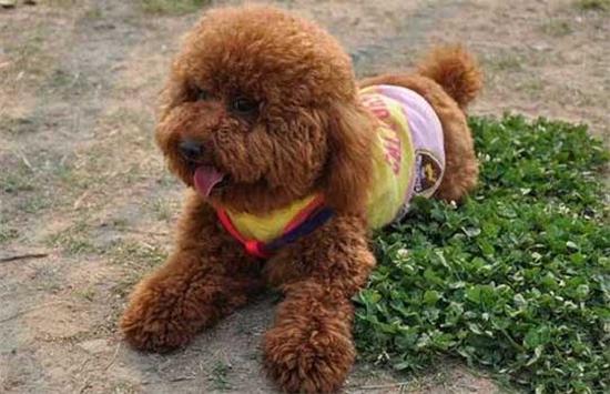 poodle dog是什么狗狗，翻译翻译~