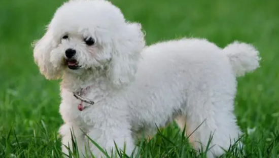 贵宾犬的修剪方法！