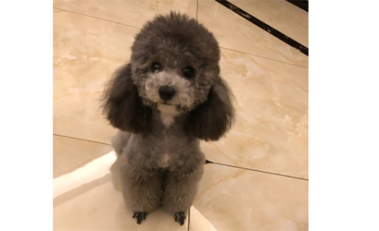贵宾犬好养吗？以下详解泰迪是否好养的原因