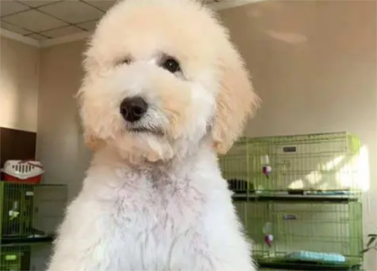 养狗小知识：巨型贵宾犬吃什么狗粮？