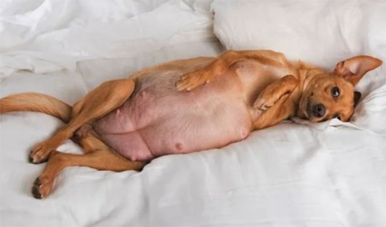 贵宾犬怀孕应该怎样护理？孕期的饮食需注意什么？