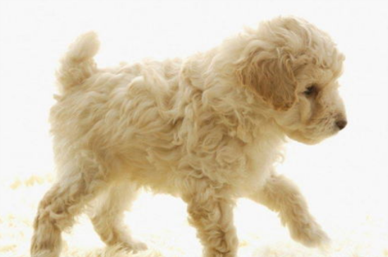 贵宾犬AKC标准？