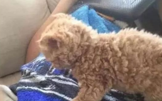 橘妈妈生下猫宝宝，越大主人越心慌！网友：妥妥的一只泰迪喵