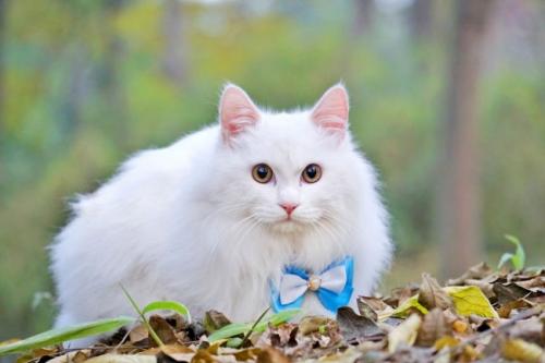 猫挑食是因为生病么 如何看猫是不是生病？
