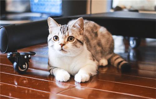 猫咪流眼泪打喷嚏是怎么回事