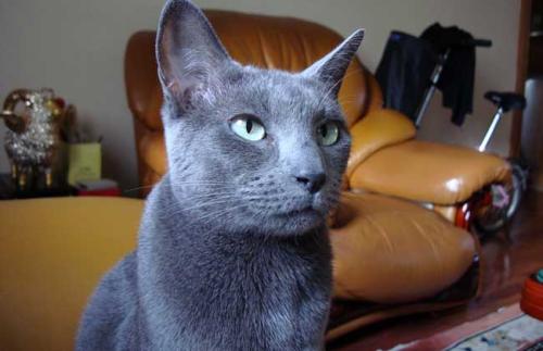 英国短毛猫为什么流泪 