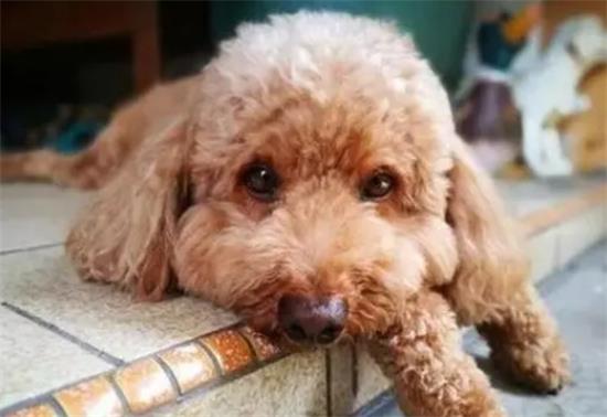 泰迪幼犬喂养注意事项 图片