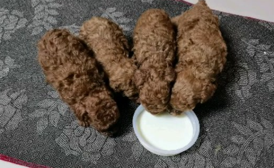 泰迪可以喝旺仔牛奶吗
