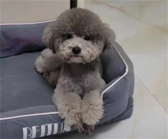 泰迪幼犬一次喝多少亳升羊奶