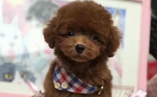 泰迪坐月子注意事项