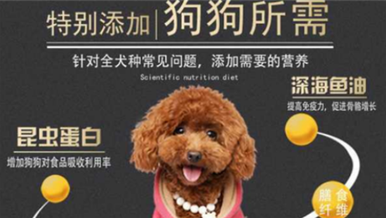 泰迪吃什么牌子狗粮最好