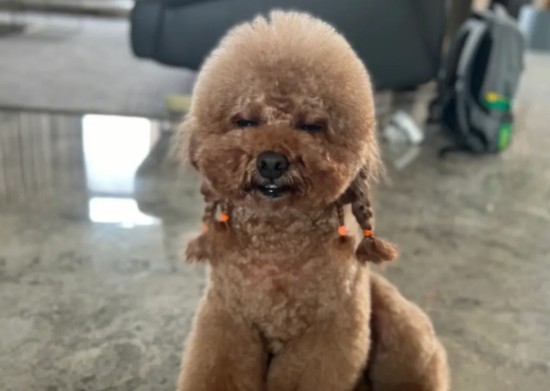 泰迪一天运动多久合适
