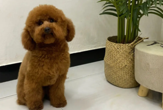 小泰迪几个月开始训练