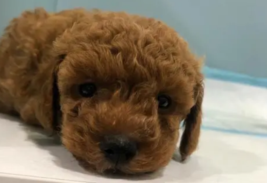 小泰迪呕吐怎么办