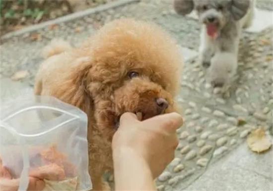 泰迪吃什么可以增肥最快