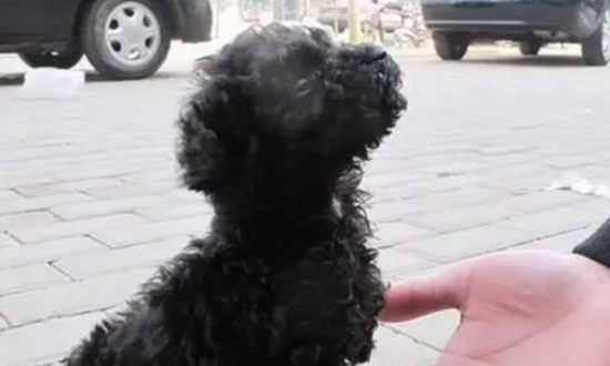 泰迪狗吐白沫是怎么回事