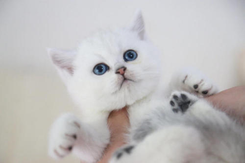 猫会传播鼠疫吗 如何预防鼠疫？