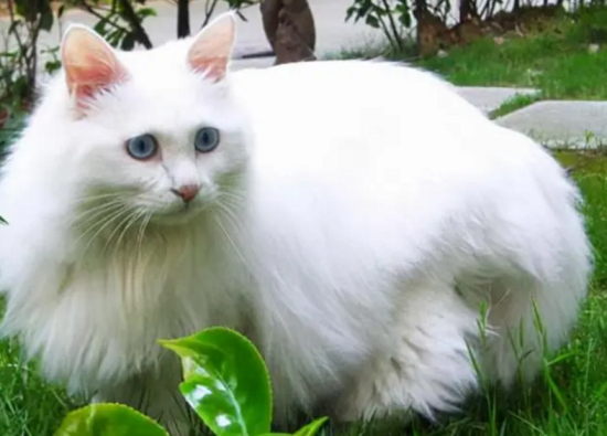 猫出现应激不吃不喝 可导致猫咪肝脏受损！
