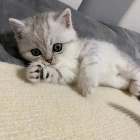 猫会不会感染鼠疫 应如何预防？