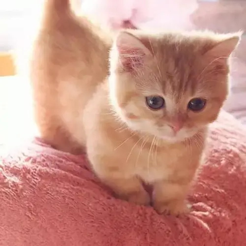 鼠疫会传染给猫吗