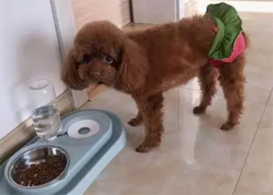 泰迪狗的狗粮如何保温好