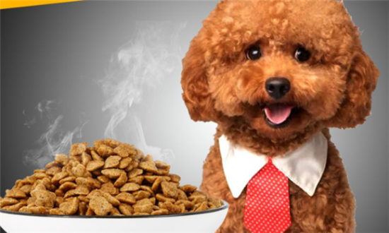 泰迪幼犬吃什么狗粮好