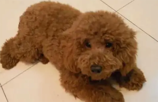 泰迪狗狗为什么掉毛啊