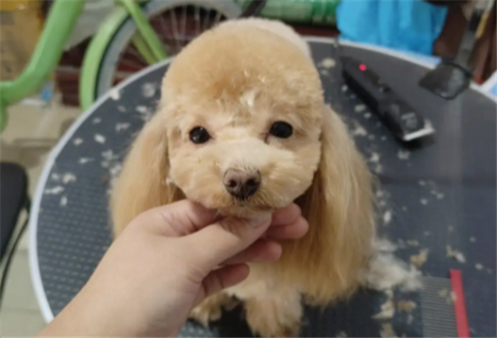 怎么养好泰迪狗狗
