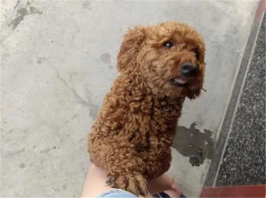 泰迪只喝水不吃饭能活多久啊