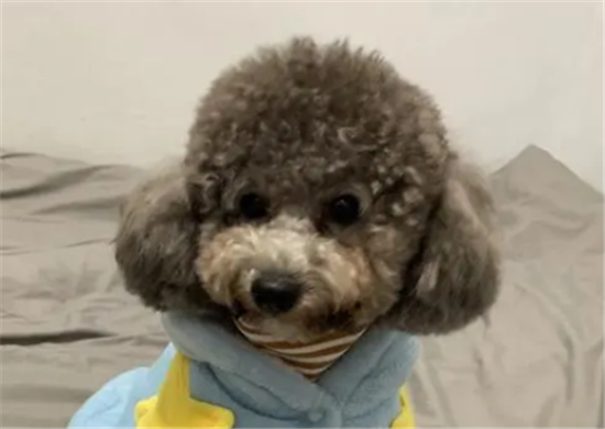 怎么样繁殖出灰色泰迪啊