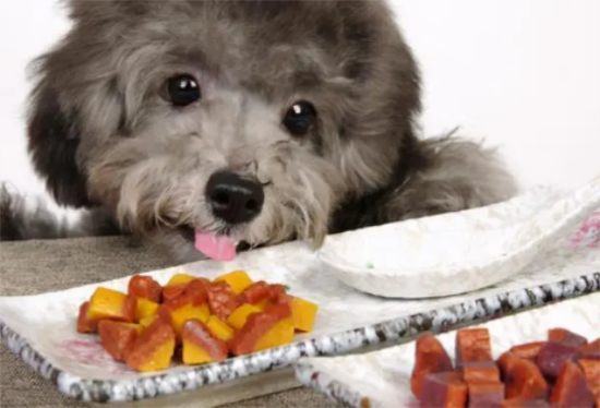 泰迪狗狗能吃肉吗？吃的太多会有什么症状
