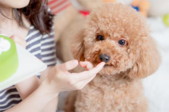 泰迪狗狗盐吃多了会怎么样？