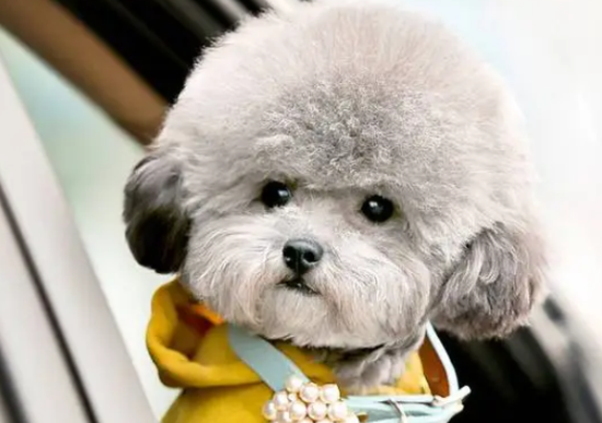 泰迪犬瘟热吃什么药好