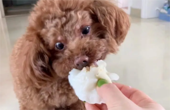 泰迪吃生饺子会怎么样吗