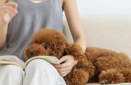 养泰迪犬对人的危害有哪些